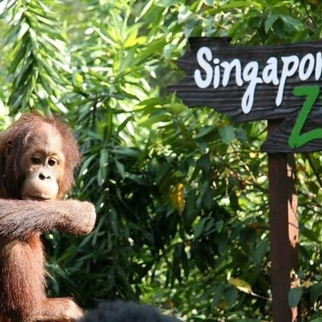 Singapore Zoo - Ulacab Singapore