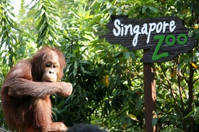 Singapore Zoo - Ulacab Singapore