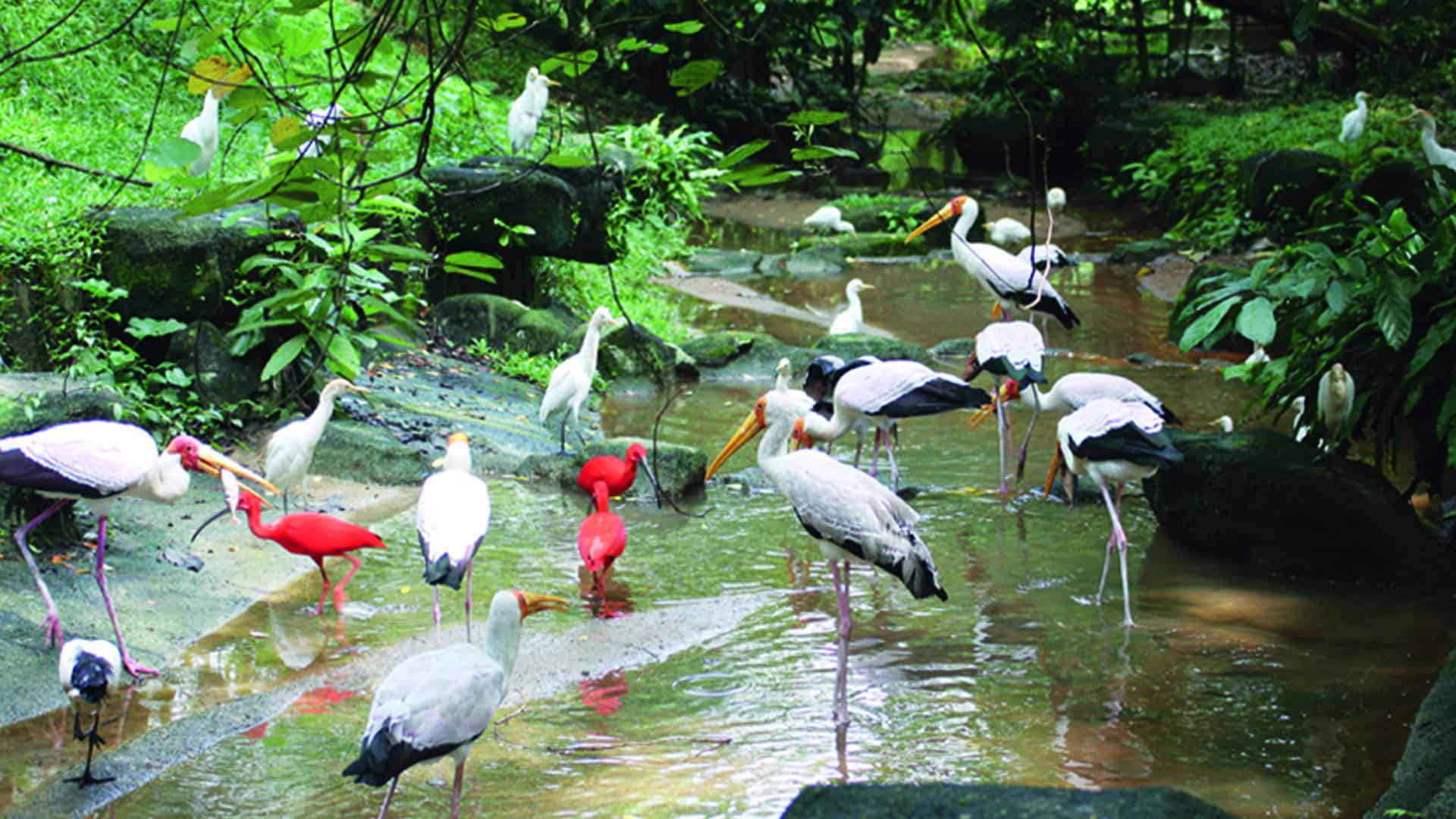 a group of birds in a stream