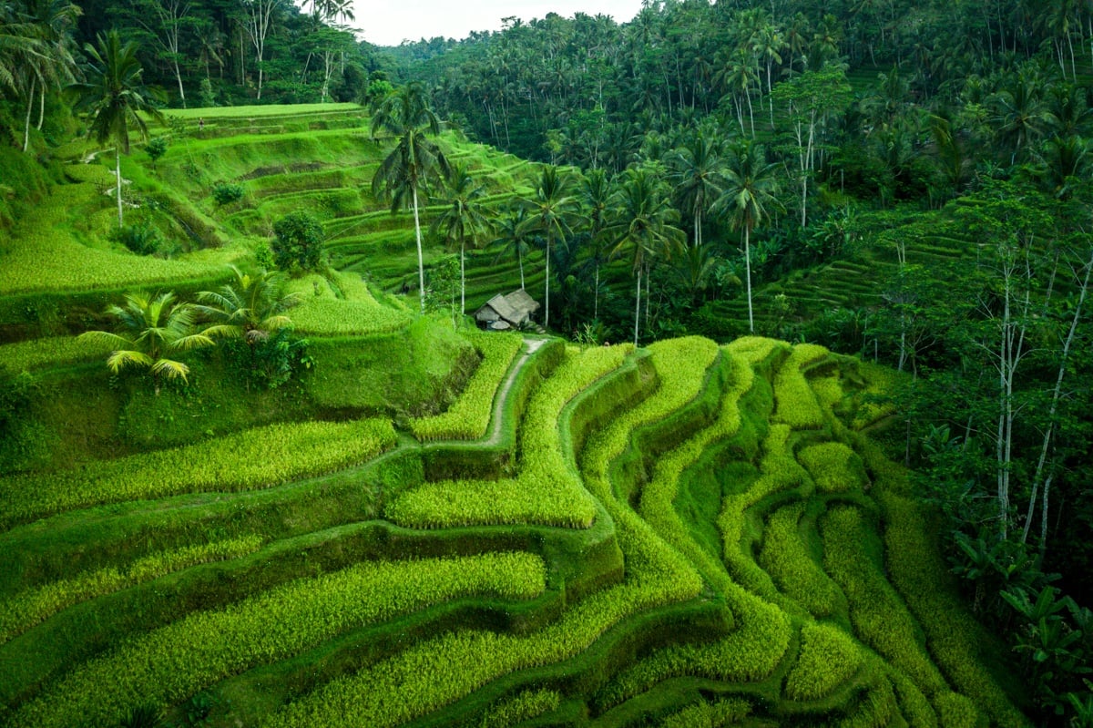 Lush green rice terraces showcase a stunning landscape, highlighting the beauty of agricultural harmony with nature.