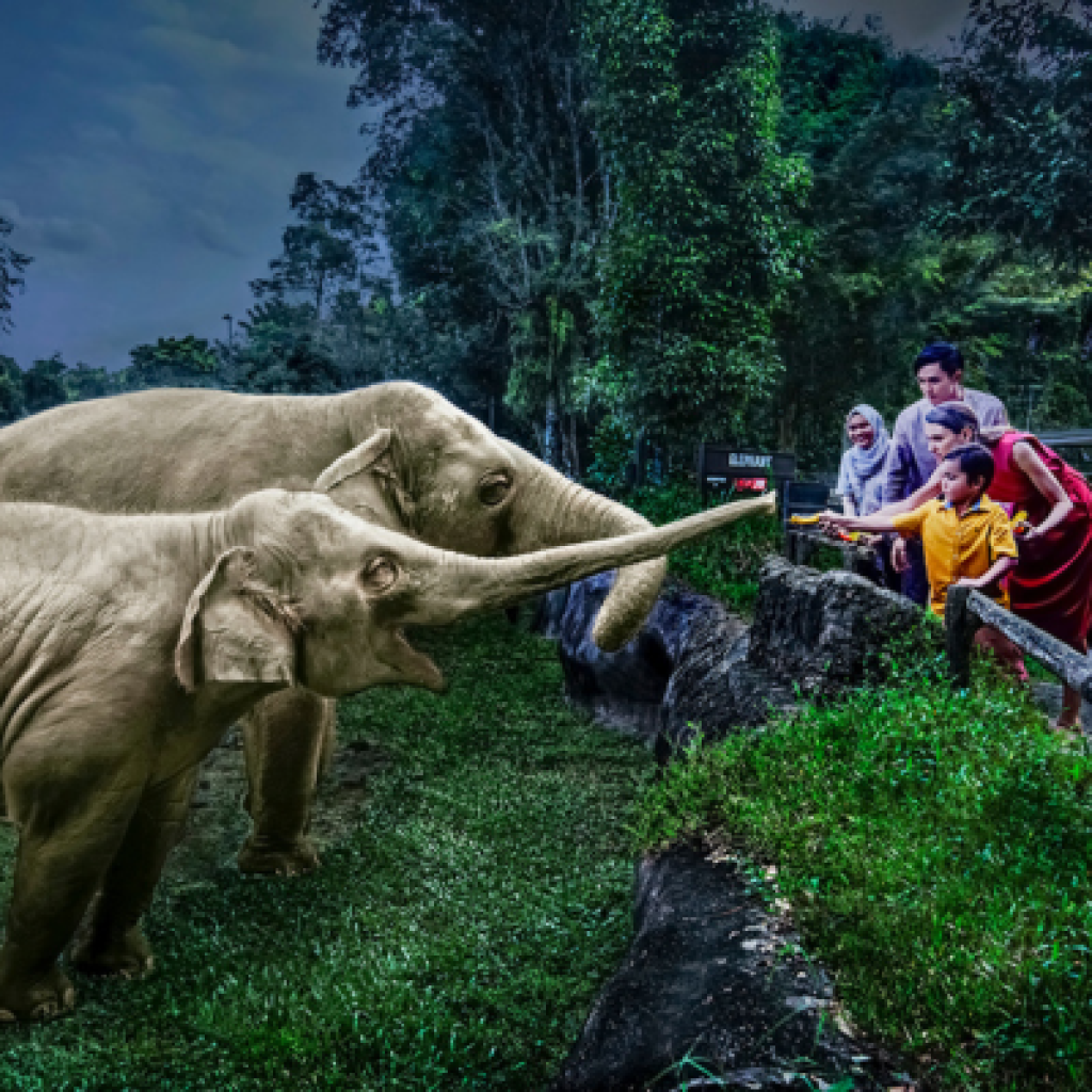 A group of elephants at the zoo, surrounded by numerous visitors observing the majestic animals.