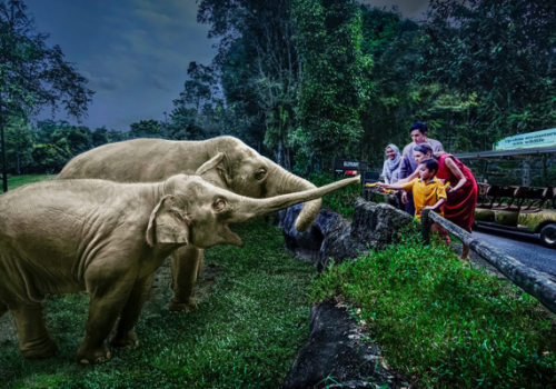 A group of elephants at the zoo, surrounded by numerous visitors observing the majestic animals.