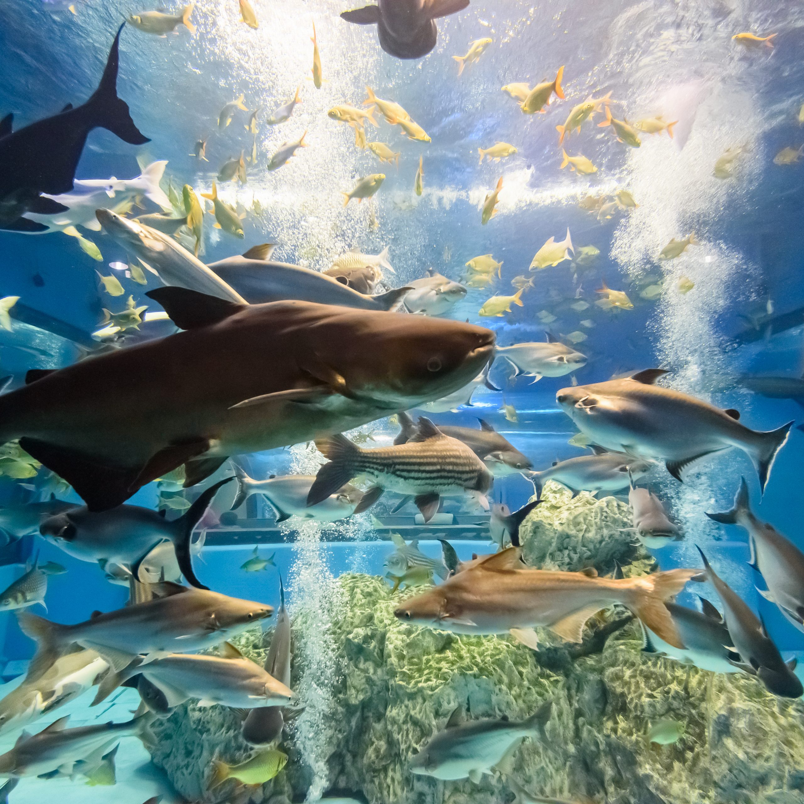 A variety of fish swim in a large aquarium with coral formations, under bright lighting and bubbles rising to the surface.