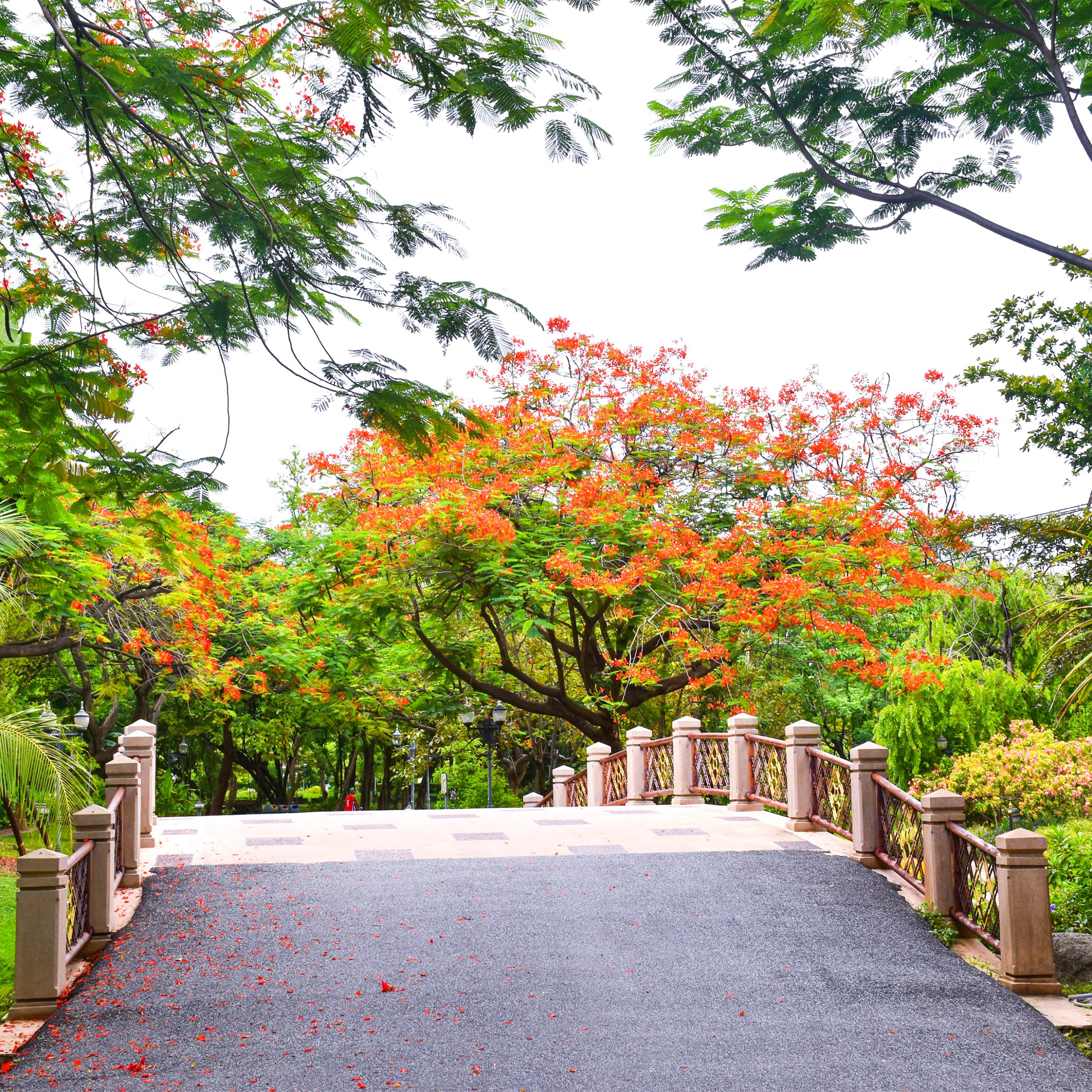 A serene park scene featuring a small arched bridge leading through lush greenery and vibrant trees with bright orange flowers. The path is lightly scattered with fallen petals, surrounded by tropical plants and tall trees.